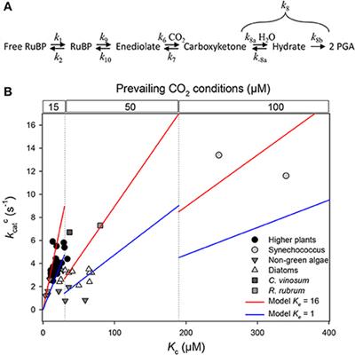 Commentary: Directions for Optimization of Photosynthetic Carbon Fixation: RuBisCO's Efficiency May Not Be So Constrained After All